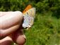 Lycaena dispar samec