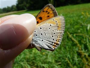 Lycaena dispar samica