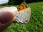 Lycaena dispar samica