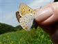 Lycaena dispar