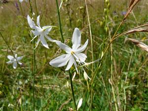 Anthericum ramosum