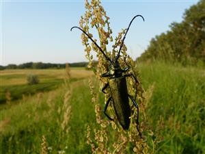 Aromia moschata