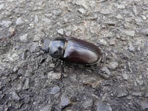 Lucanus cervus
