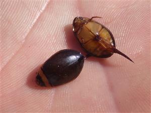TML, Graphoderus bilineatus