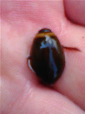 TML, Graphoderus bilineatus