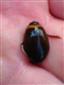 TML, Graphoderus bilineatus