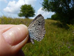 Maculinea arion 