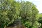 Horské vodné toky a ich drevinová vegetácia so Salix eleagnos (24.5.2023)