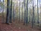 Bukové a jedľové kvetnaté lesy (17.10.2013)