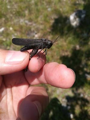 Psophus stridulus