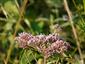 Eupatorium cannabinum 