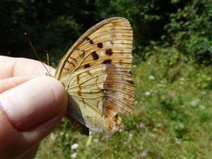 Argynnis laodice