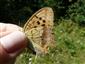 Argynnis laodice
