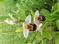 Ophrys apifera
