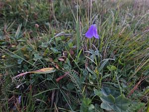 Campanula serrata na TML.