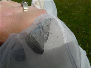 Maculinea arion 