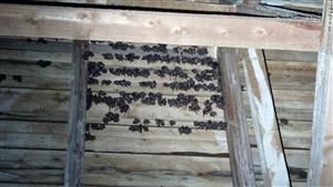 pohľad na časť kolónie M. Myotis