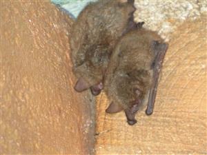 Myotis emarfinatus