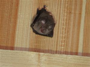 Rhinolophus hipposideros