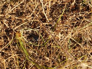 Carabus hungaricus uhynutý jedinec na ploche
