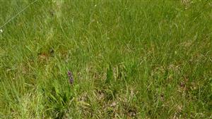 Detail fytocenózy v slatite (biotop Ra6) - v TMP