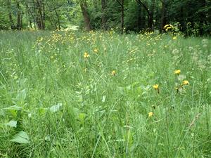 Pohľad do porastu - Crepis paludosa