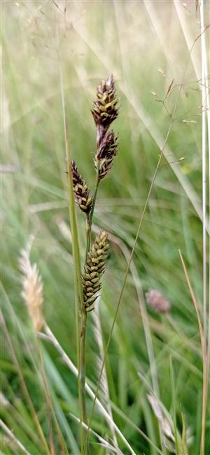 Carex hartmanii