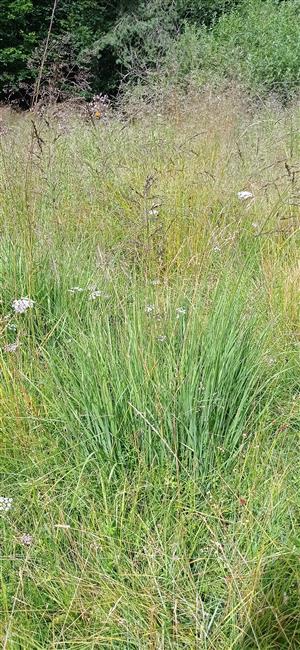 Iris sibirica (nekvitnúci)