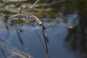 samec L. caudalis