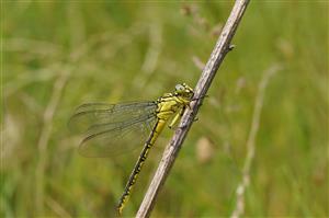 Stylurus flavipes