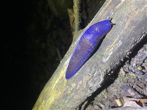 Bielzia coerulans