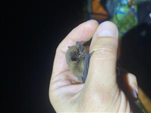 Pipistrellus pipistrellus F