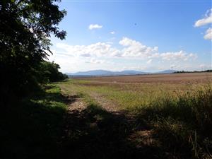 biotop pri Trebišove