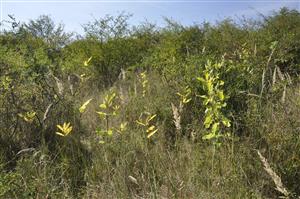 Asclepias syriaca