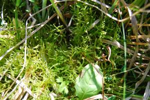 Hamatocaulis vernicosus