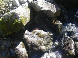 trvalá monitorovacia plocha (TMP) 4