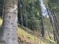 Mlynárka dlhochvostá (13.5.2023)