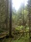 Brezové, borovicové a smrekové lesy na rašeliniskách (22.5.2014)