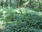 Lužné dubovo-brestovo-jaseňové lesy okolo nížinných riek (26.8.2013)
