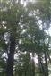 Lužné dubovo-brestovo-jaseňové lesy okolo nížinných riek (27.8.2013)