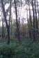 Lužné vŕbovo-topoľové a jelšové lesy (21.10.2013)