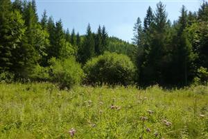 degradovaná časť plochy