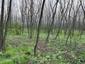 trasochvost biely (21.4.2023)