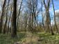 Vrana popolavá (27.4.2023)