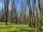 Pinka lesná (26.4.2023)