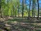 trasochvost biely (26.4.2023)