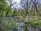 Sýkorka veľká ( bielolíca) (26.4.2023)