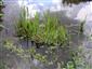 Prirodzené eutrofné a mezotrofné stojaté vody s vegetáciou plávajúcich a/alebo ponorených cievnatých rastlín typu Magnopotamion alebo Hydrocharition (29.8.2013)