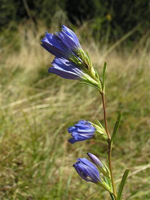 Gentiana pneumonanthe