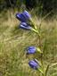 Gentiana pneumonanthe